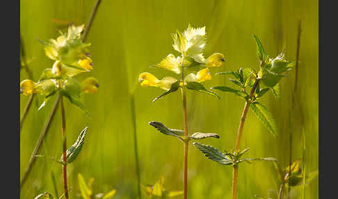 Kleiner Klappertopf (Rhinanthus minor)