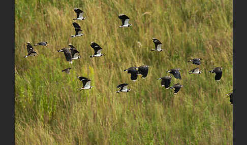 Kiebitz (Vanellus vanellus)