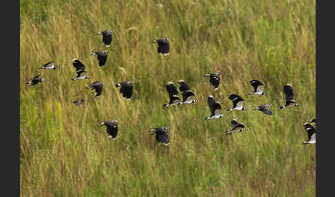 Kiebitz (Vanellus vanellus)