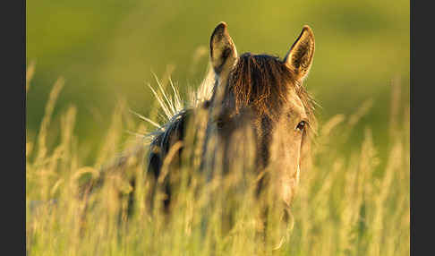 Konik (Equus caballus sspec.)