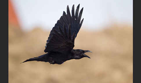 Kolkrabe (Corvus corax)