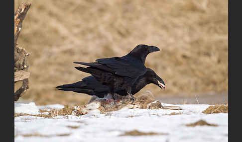 Kolkrabe (Corvus corax)