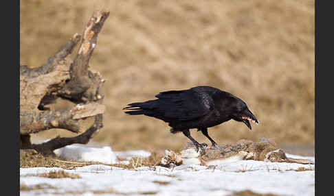 Kolkrabe (Corvus corax)