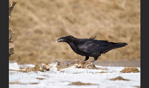 Kolkrabe (Corvus corax)