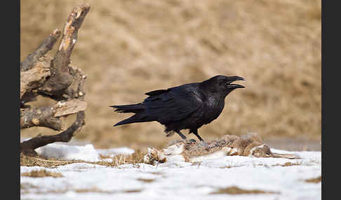 Kolkrabe (Corvus corax)