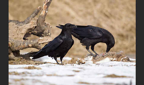 Kolkrabe (Corvus corax)