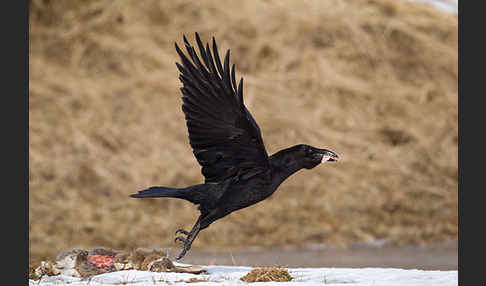 Kolkrabe (Corvus corax)