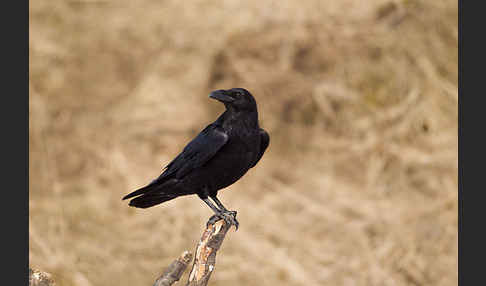 Kolkrabe (Corvus corax)