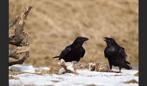 Kolkrabe (Corvus corax)