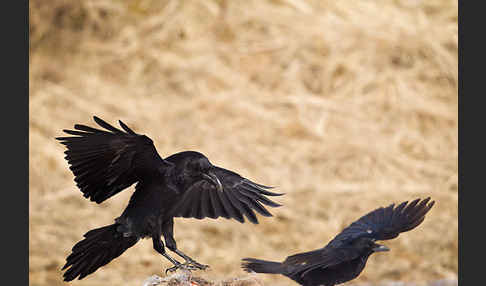 Kolkrabe (Corvus corax)