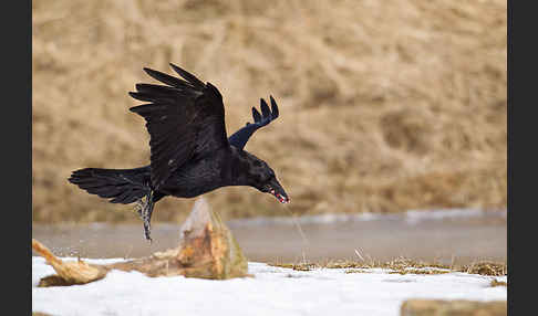 Kolkrabe (Corvus corax)