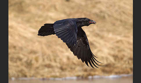 Kolkrabe (Corvus corax)