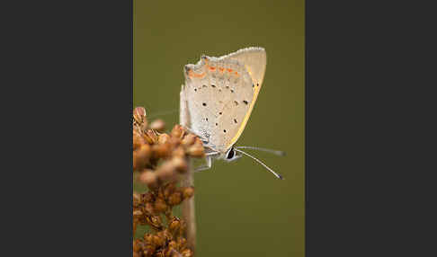 Kleiner Feuerfalter (Lycaena phlaeas)