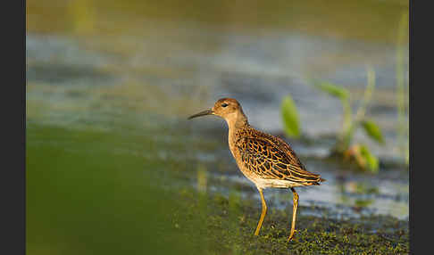 Kampfläufer (Philomachus pugnax)