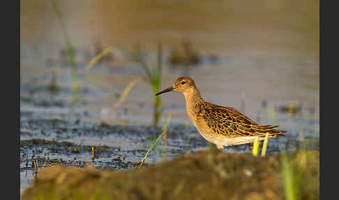 Kampfläufer (Philomachus pugnax)