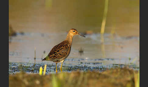 Kampfläufer (Philomachus pugnax)