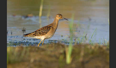 Kampfläufer (Philomachus pugnax)