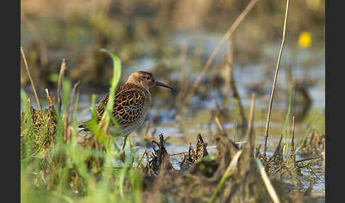 Kampfläufer (Philomachus pugnax)