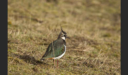 Kiebitz (Vanellus vanellus)