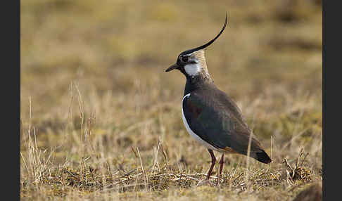 Kiebitz (Vanellus vanellus)