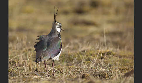 Kiebitz (Vanellus vanellus)