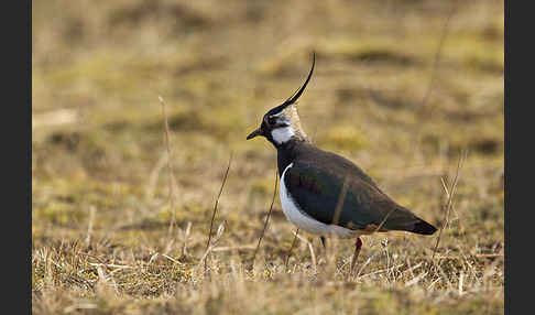 Kiebitz (Vanellus vanellus)