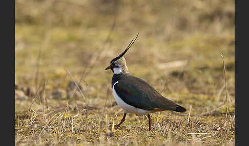 Kiebitz (Vanellus vanellus)