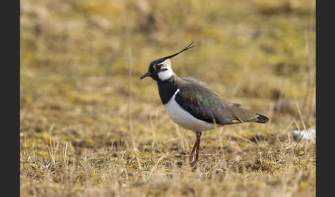 Kiebitz (Vanellus vanellus)