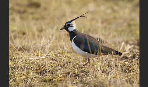 Kiebitz (Vanellus vanellus)