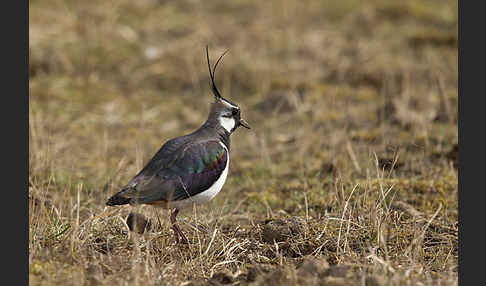 Kiebitz (Vanellus vanellus)