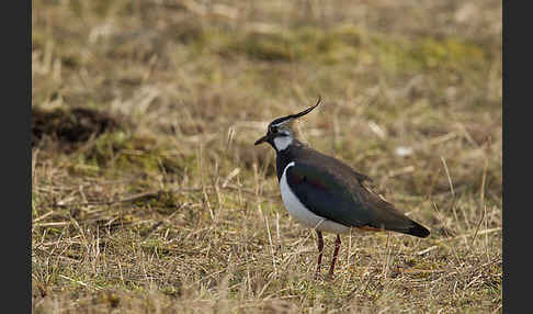 Kiebitz (Vanellus vanellus)