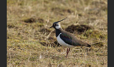 Kiebitz (Vanellus vanellus)