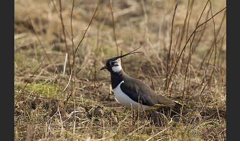 Kiebitz (Vanellus vanellus)