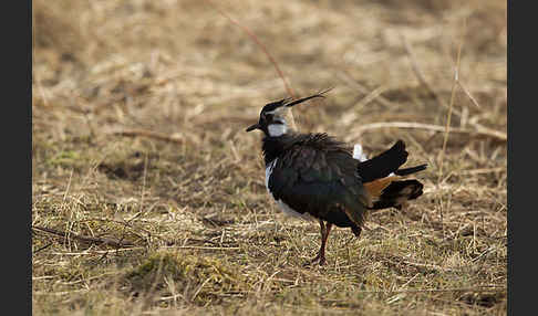 Kiebitz (Vanellus vanellus)