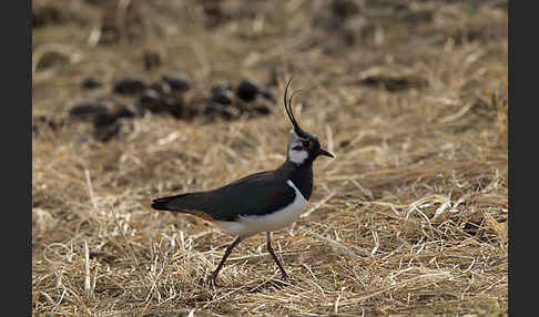 Kiebitz (Vanellus vanellus)