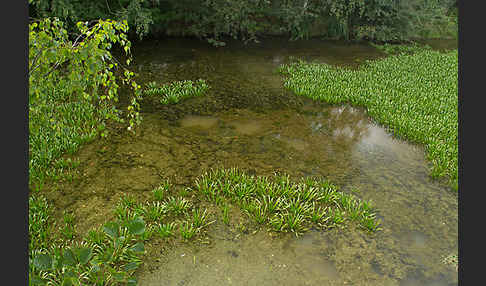 Krebsschere (Stratiotes aloides)