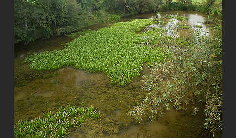 Krebsschere (Stratiotes aloides)