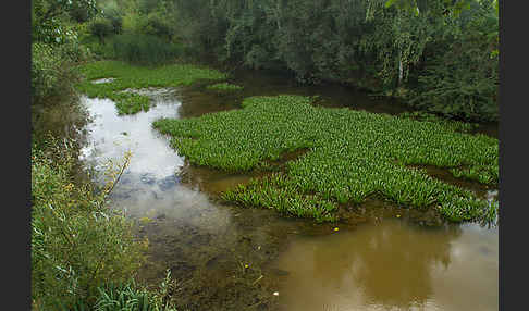 Krebsschere (Stratiotes aloides)