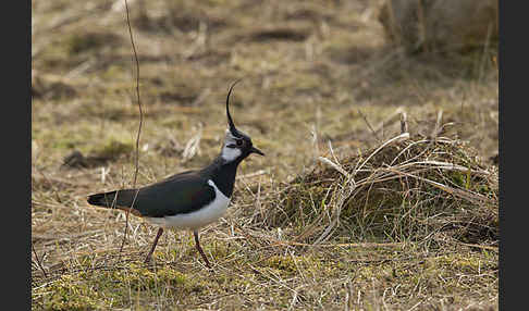 Kiebitz (Vanellus vanellus)