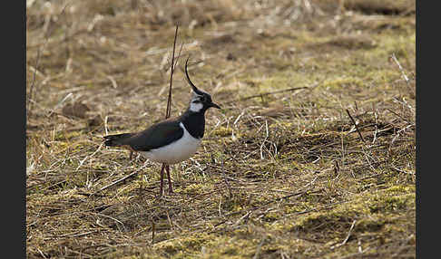 Kiebitz (Vanellus vanellus)