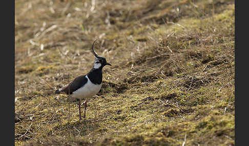 Kiebitz (Vanellus vanellus)