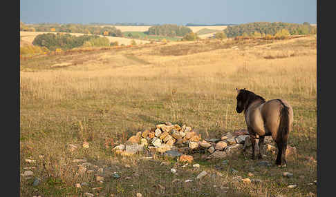 Konik (Equus caballus sspec.)