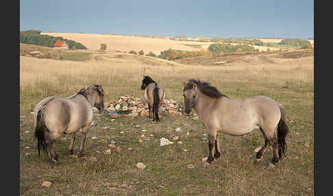 Konik (Equus caballus sspec.)