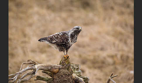 Rauhfußbussard (Buteo lagopus)