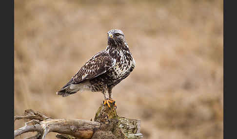 Rauhfußbussard (Buteo lagopus)