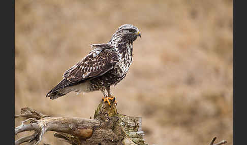 Rauhfußbussard (Buteo lagopus)