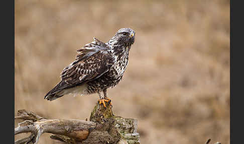 Rauhfußbussard (Buteo lagopus)