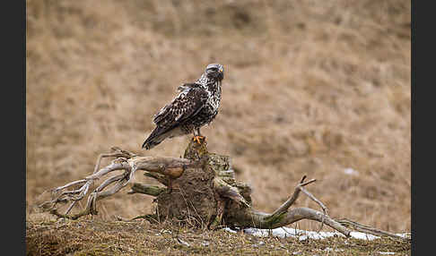 Rauhfußbussard (Buteo lagopus)