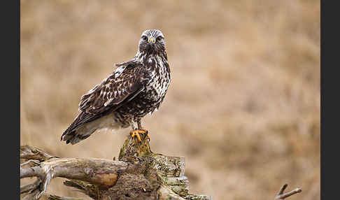 Rauhfußbussard (Buteo lagopus)