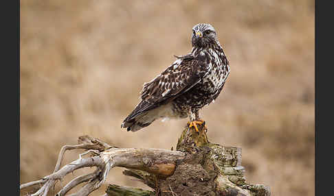 Rauhfußbussard (Buteo lagopus)